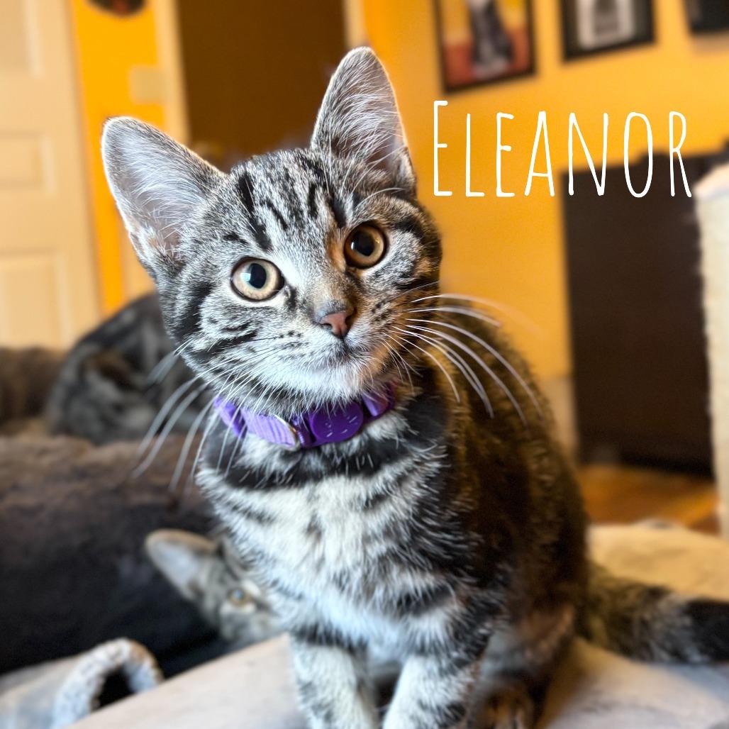 Enlarge Eleanor, a Adoptable Domestic Short Hair in Washington, PA image 1/1
