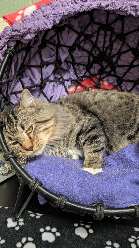 Strudel, Adoptable, Young Male Domestic Long Hair.