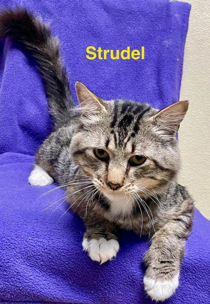 Enlarge Strudel, a Adoptable mixed breed in Ellijay, GA image 2/3