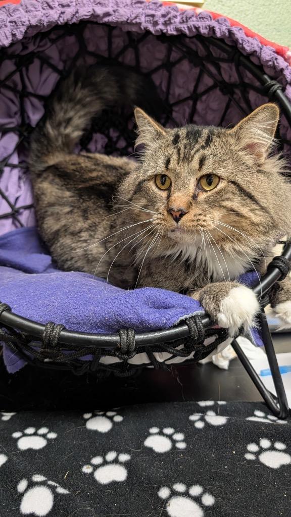 Strudel, a Adoptable mixed breed in Ellijay, GA image 2/3