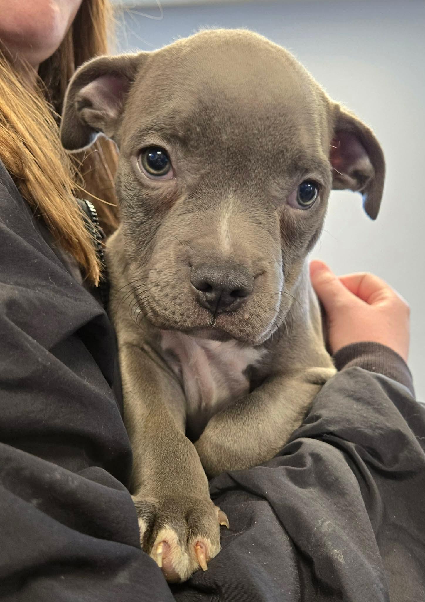 Enlarge Linus, an adopted mixed breed in North Olmsted, OH image 1/3