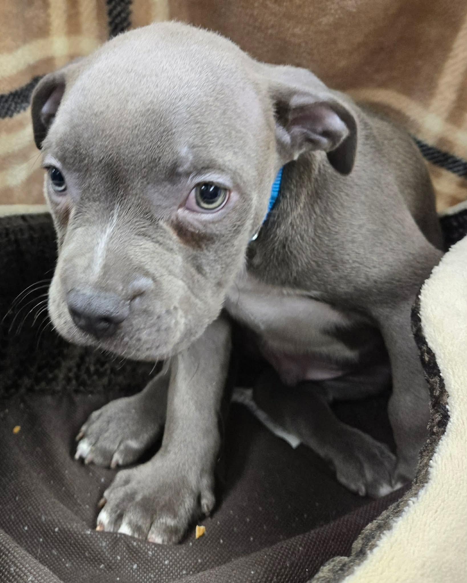 Enlarge Linus, an adopted mixed breed in North Olmsted, OH image 2/3