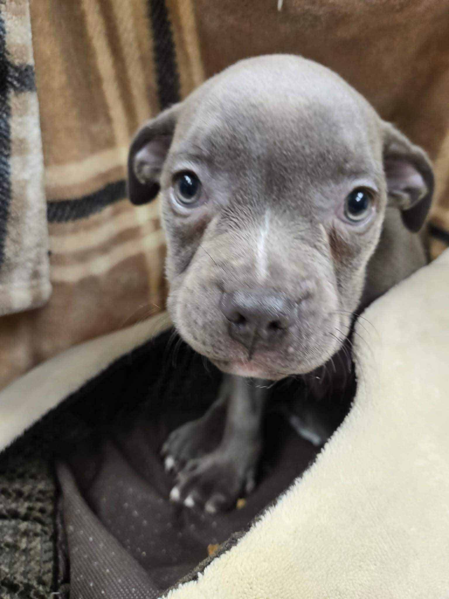 Enlarge Linus, an adopted mixed breed in North Olmsted, OH image 3/3