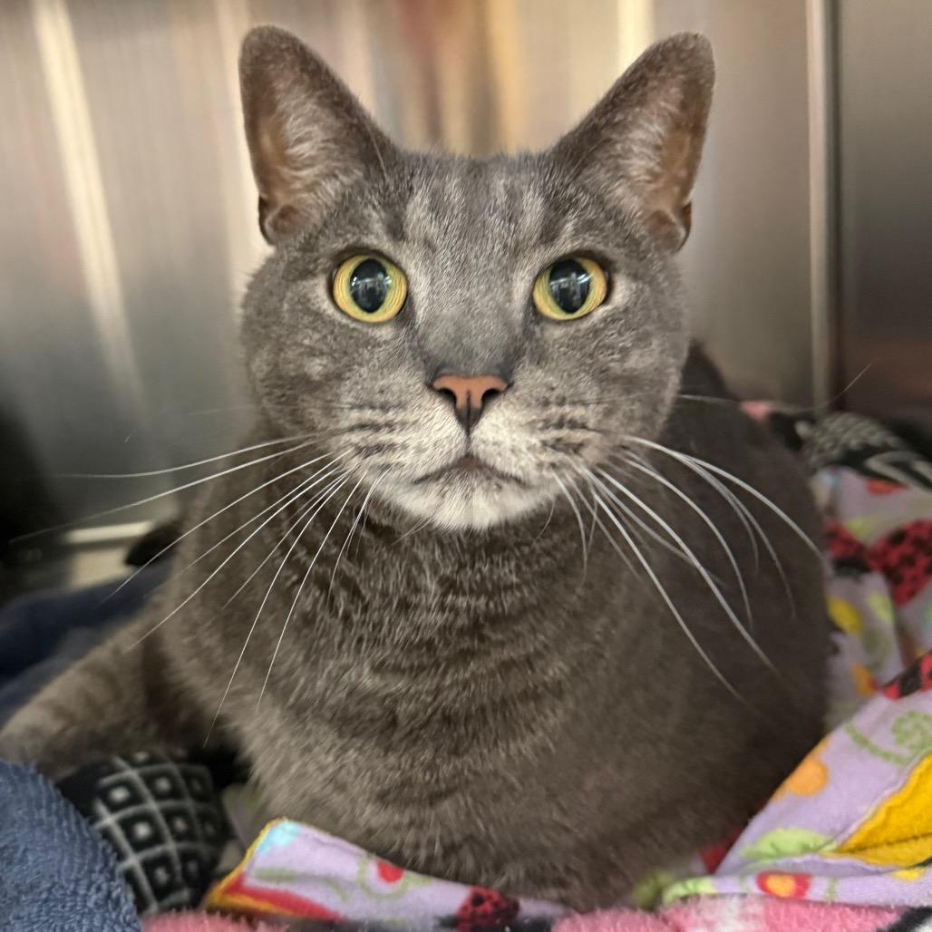 Monticello, a Adoptable Domestic Short Hair in Sarasota, FL image 1/6