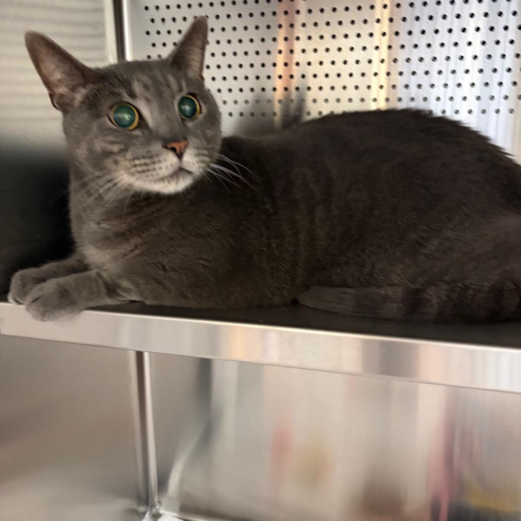 Monticello, a Adoptable Domestic Short Hair in Sarasota, FL image 2/6