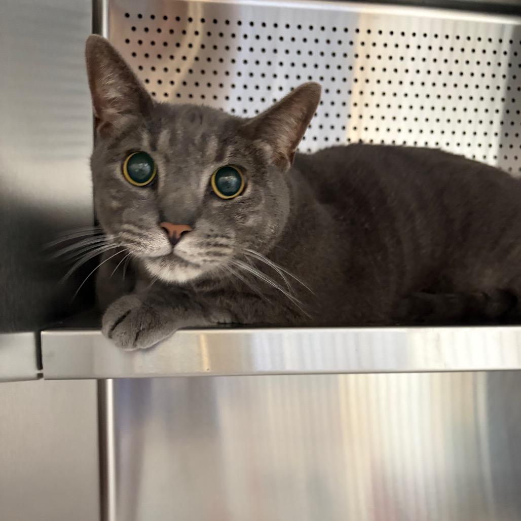Monticello, a Adoptable Domestic Short Hair in Sarasota, FL image 3/6