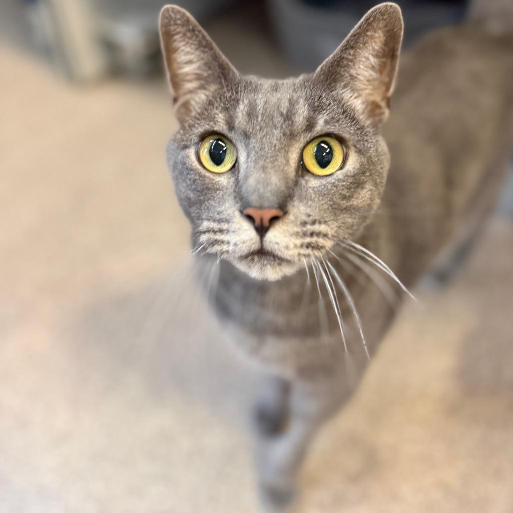 Monticello, a Adoptable Domestic Short Hair in Sarasota, FL image 4/6