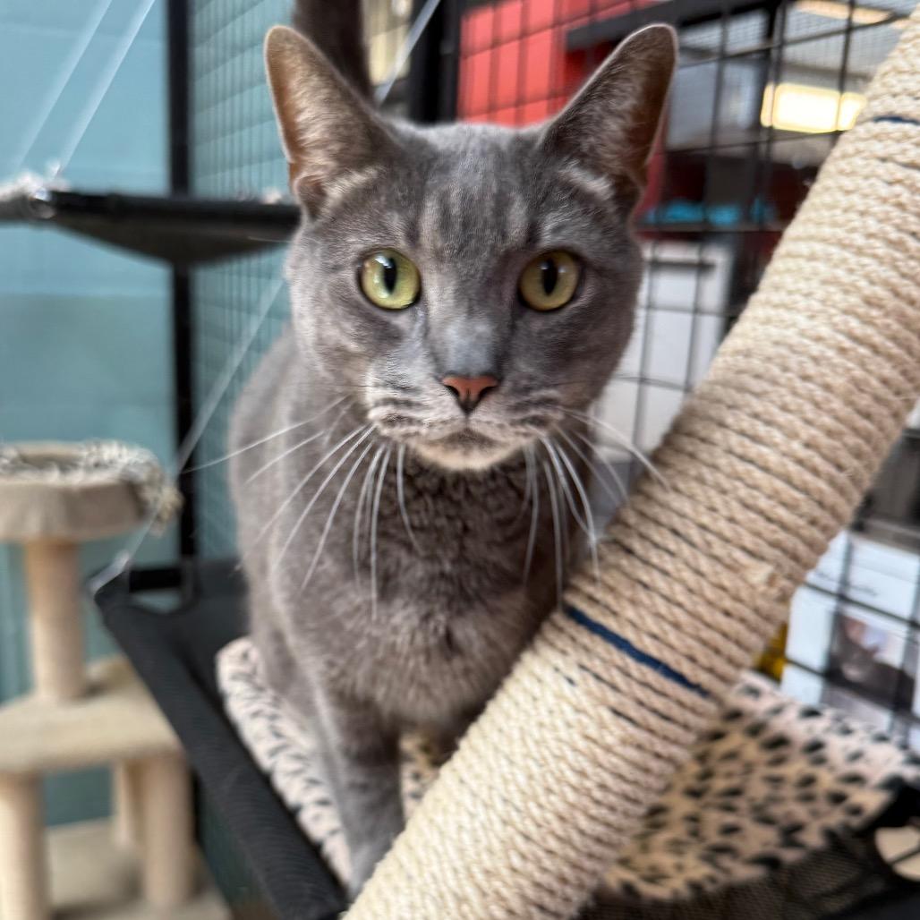 Monticello, a Adoptable Domestic Short Hair in Sarasota, FL image 5/6