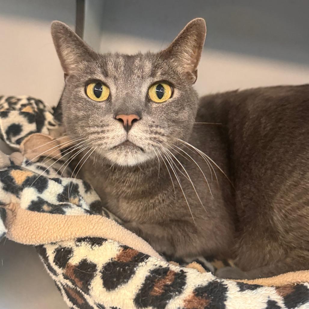 Monticello, a Adoptable Domestic Short Hair in Sarasota, FL image 6/6