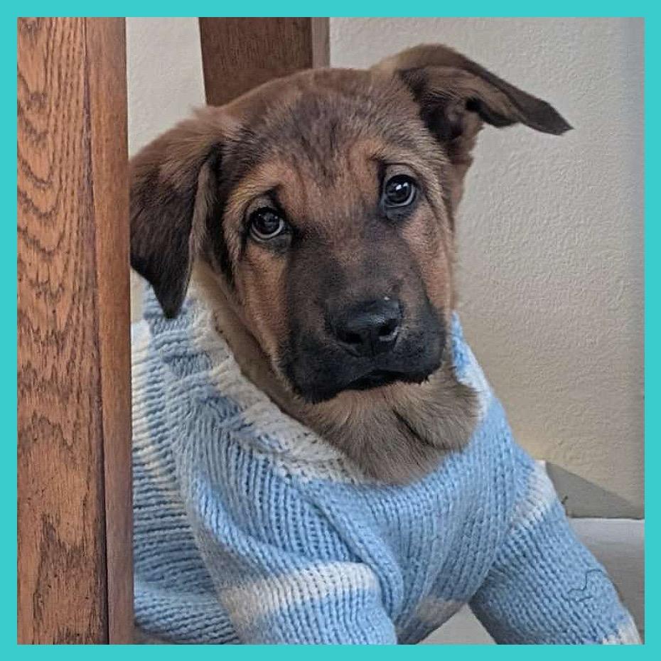 Briar (FTF Only), Adoptable, Puppy Male Mixed Breed.