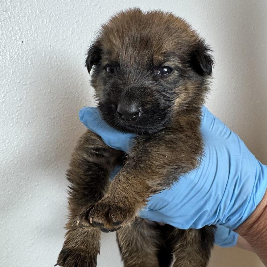 Enlarge Briar (FTF Only), a Adoptable Mixed Breed in Laramie, WY image 2/6