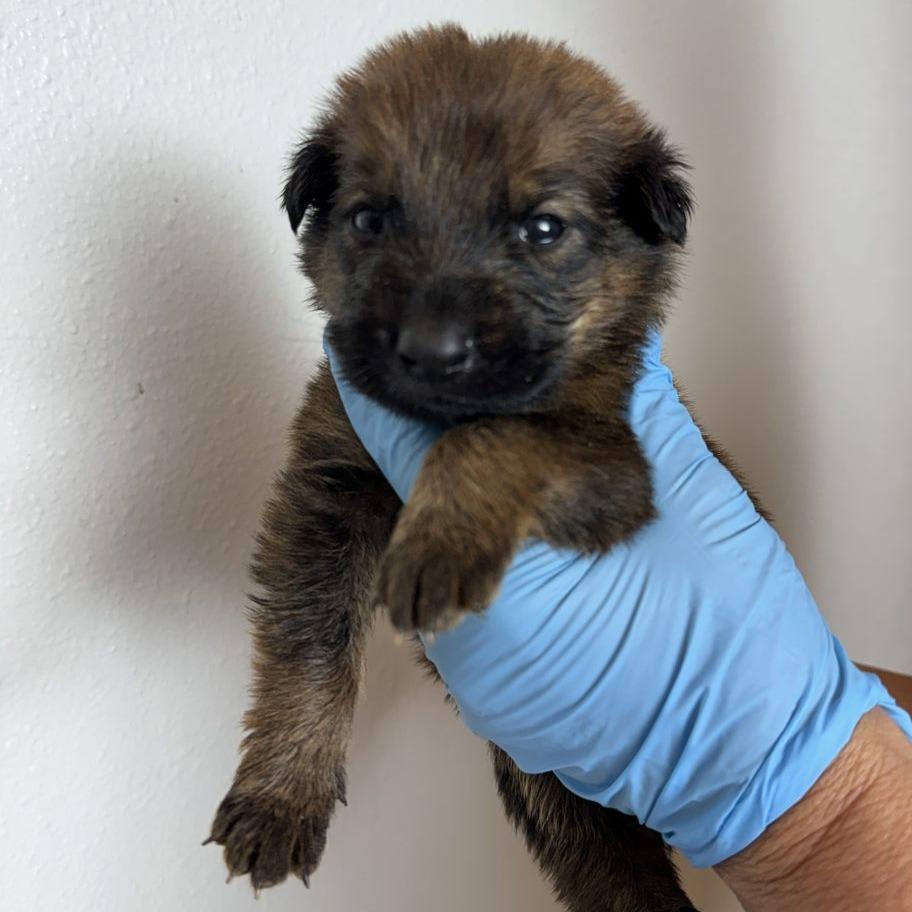 Enlarge Briar (FTF Only), a Adoptable Mixed Breed in Laramie, WY image 3/6