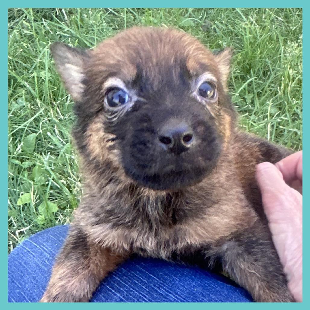 Enlarge Briar (FTF Only), a Adoptable Mixed Breed in Laramie, WY image 4/6
