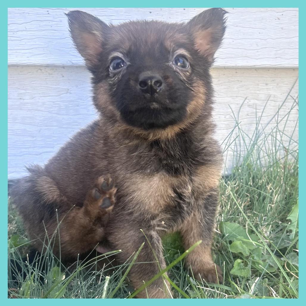 Enlarge Briar (FTF Only), a Adoptable Mixed Breed in Laramie, WY image 5/6
