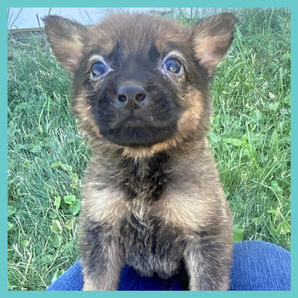 Enlarge Briar (FTF Only), a Adoptable Mixed Breed in Laramie, WY image 6/6