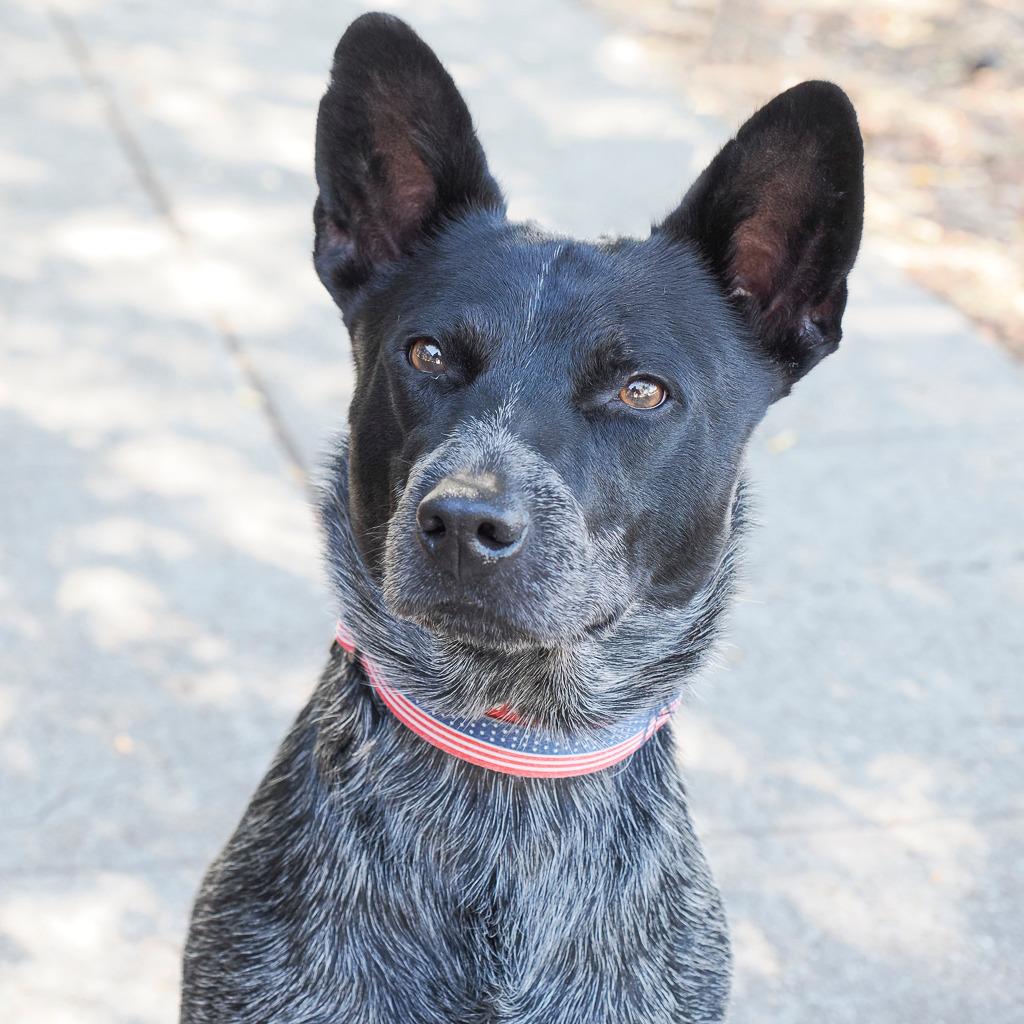 BANDIT THE STAR, Adoptable, Adult Male Australian Cattle Dog / Blue Heeler & None.