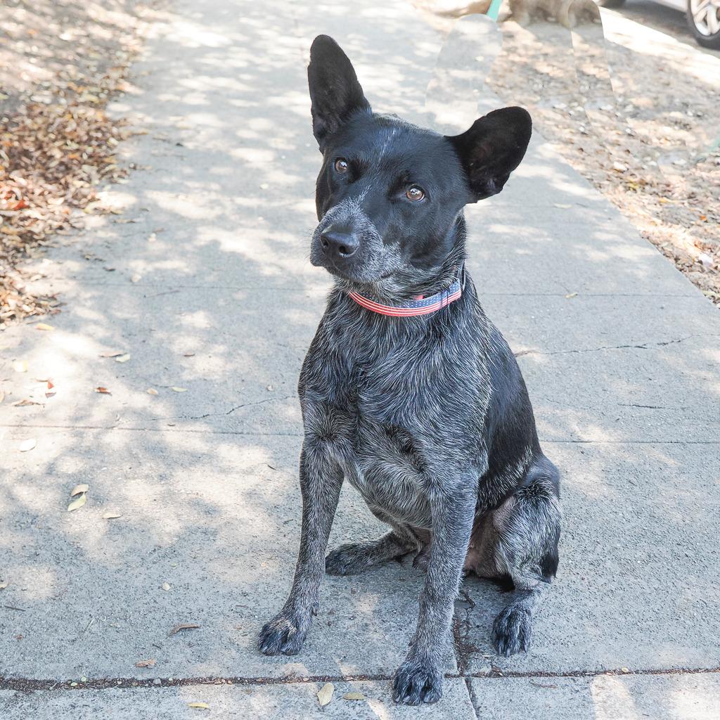 Enlarge BANDIT THE STAR, a Adoptable Australian Cattle Dog / Blue Heeler in Point Richmond, CA image 2/6
