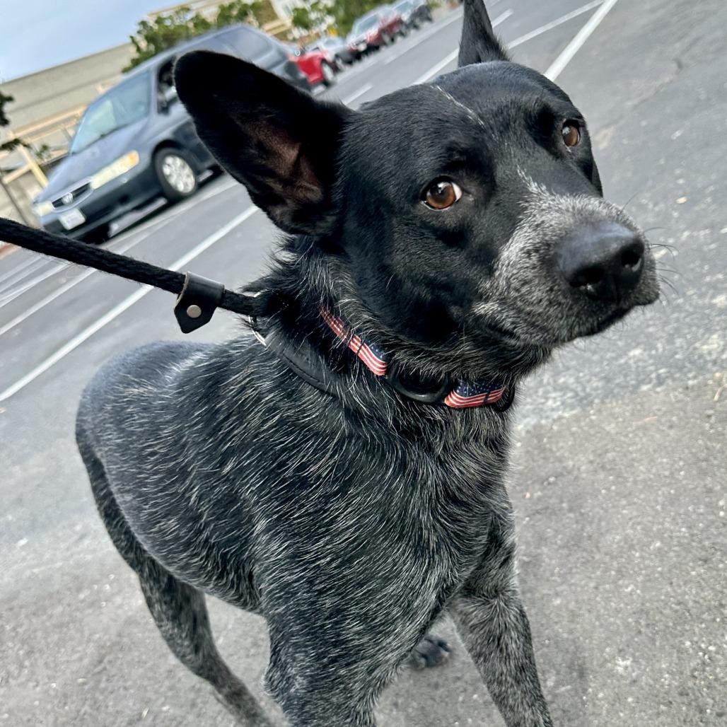 Enlarge BANDIT THE STAR, a Adoptable Australian Cattle Dog / Blue Heeler in Point Richmond, CA image 3/6