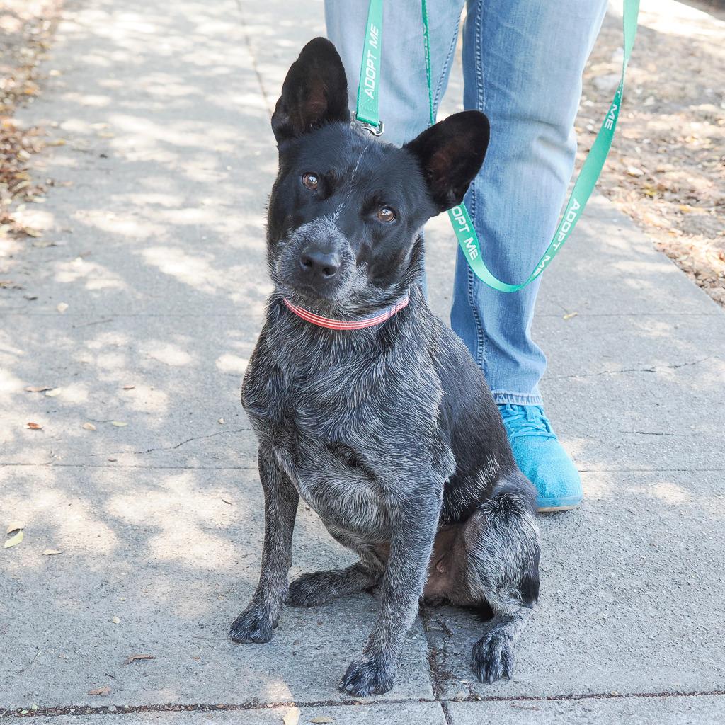 Enlarge BANDIT THE STAR, a Adoptable Australian Cattle Dog / Blue Heeler in Point Richmond, CA image 4/6