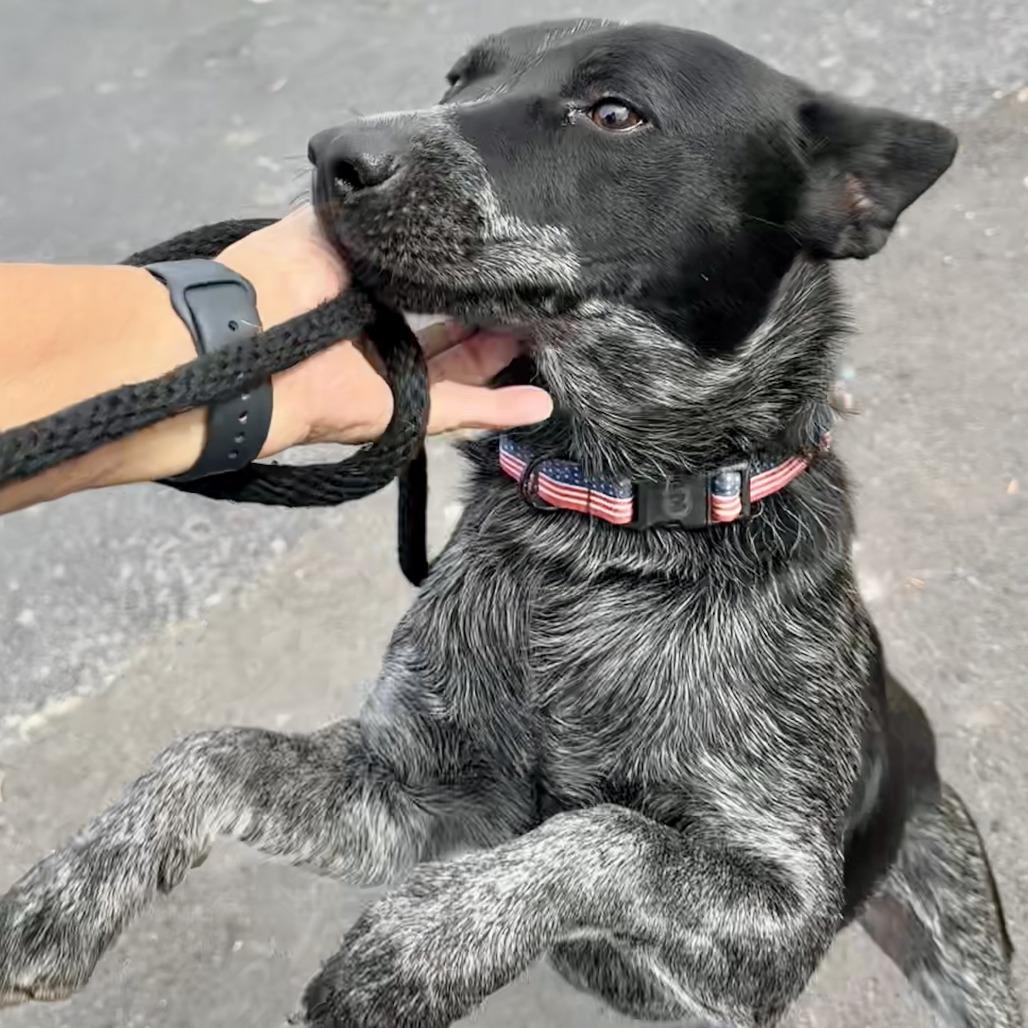 Enlarge BANDIT THE STAR, a Adoptable Australian Cattle Dog / Blue Heeler in Point Richmond, CA image 5/6