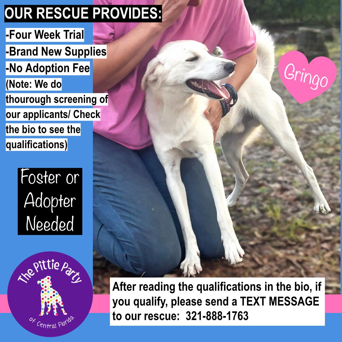 Gringo, an adoptable Samoyed in Kissimmee, FL, 34744 | Photo Image 4