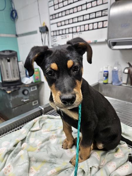 Enlarge Merlin, a Adopted mixed breed in Rio Rancho, NM image 1/1