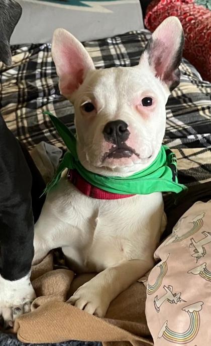 Enlarge Crystal, a Adoptable mixed breed in Malvern, PA image 1/2