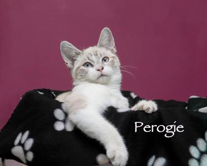 Perogie, Adoptable, Kitten Female Domestic Short Hair & Siamese.