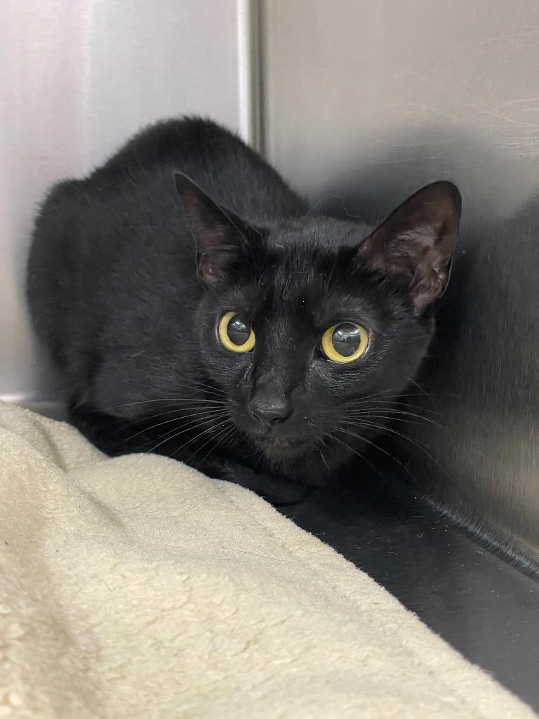 Salem, Adoptable, Young Male Domestic Short Hair.