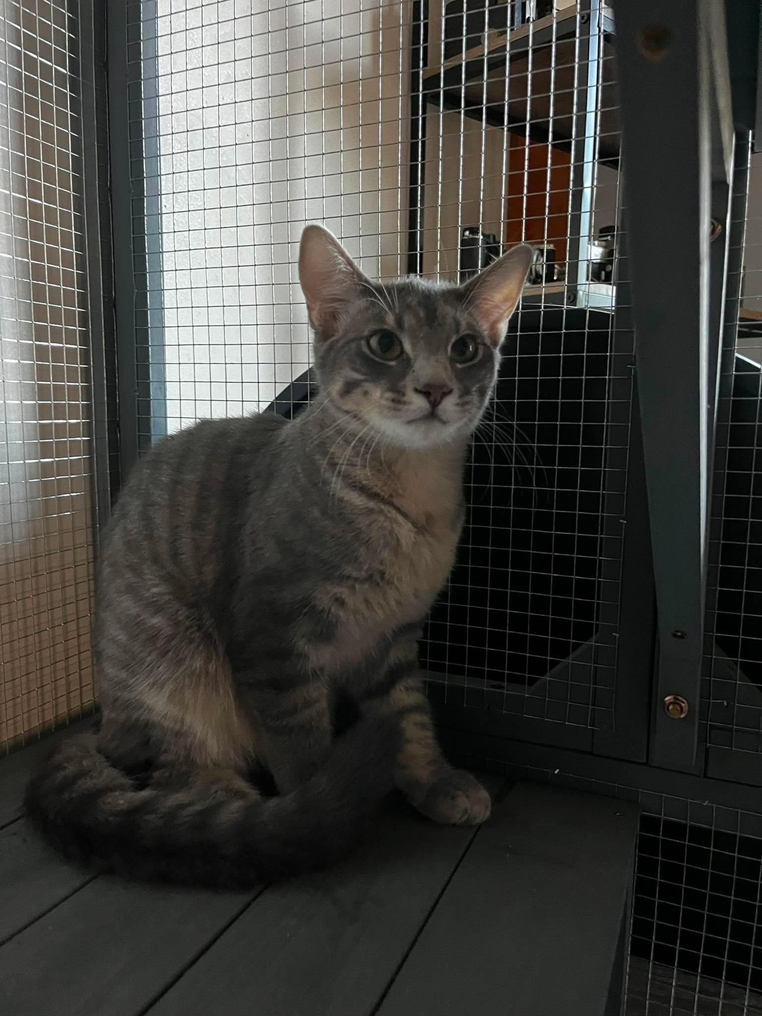Enlarge Sushi, a ADOPTABLE Domestic Short Hair in Overland Park, KS image 2/3