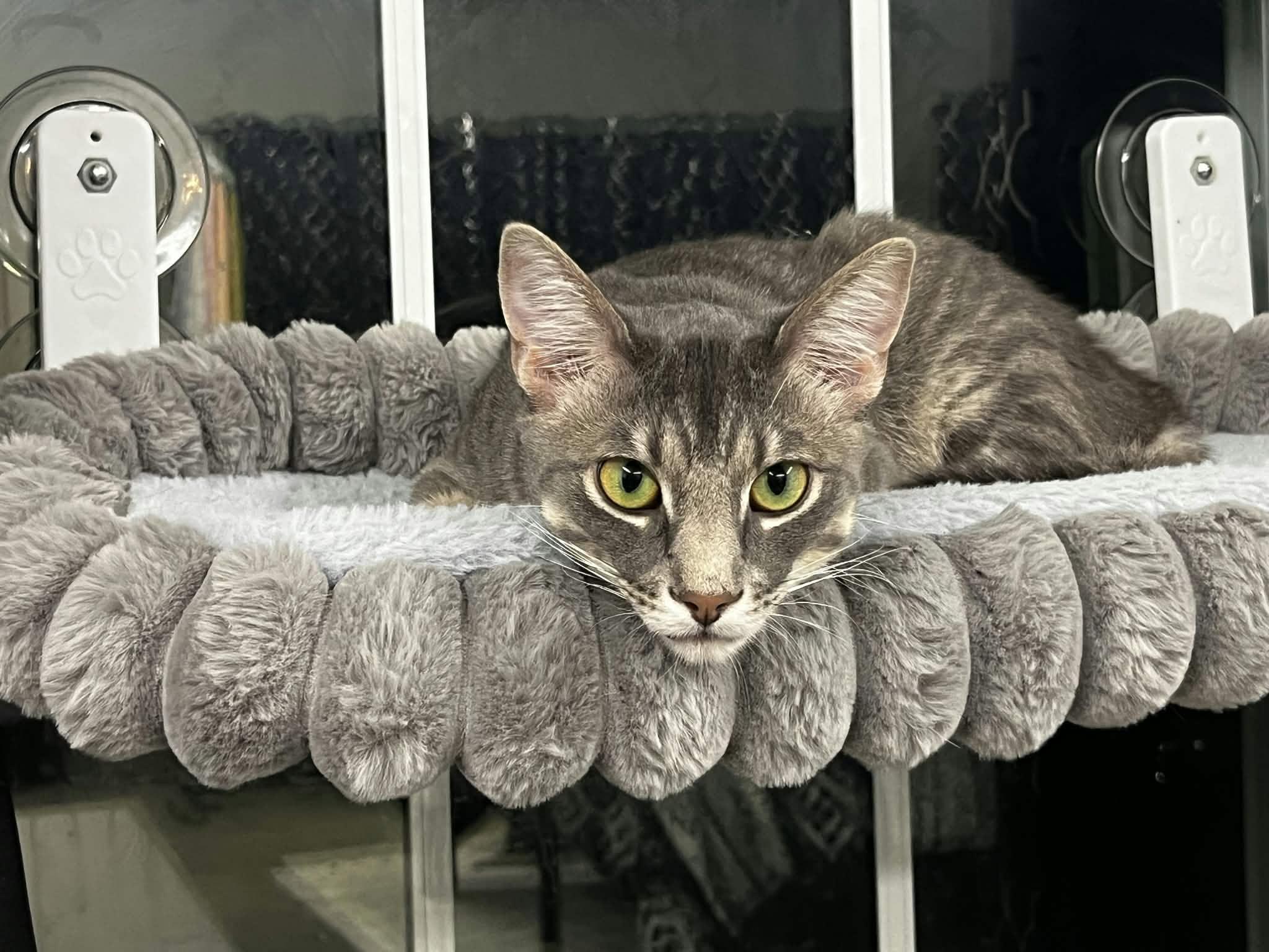 Sushi, Adoptable, Kitten Male Domestic Short Hair.
