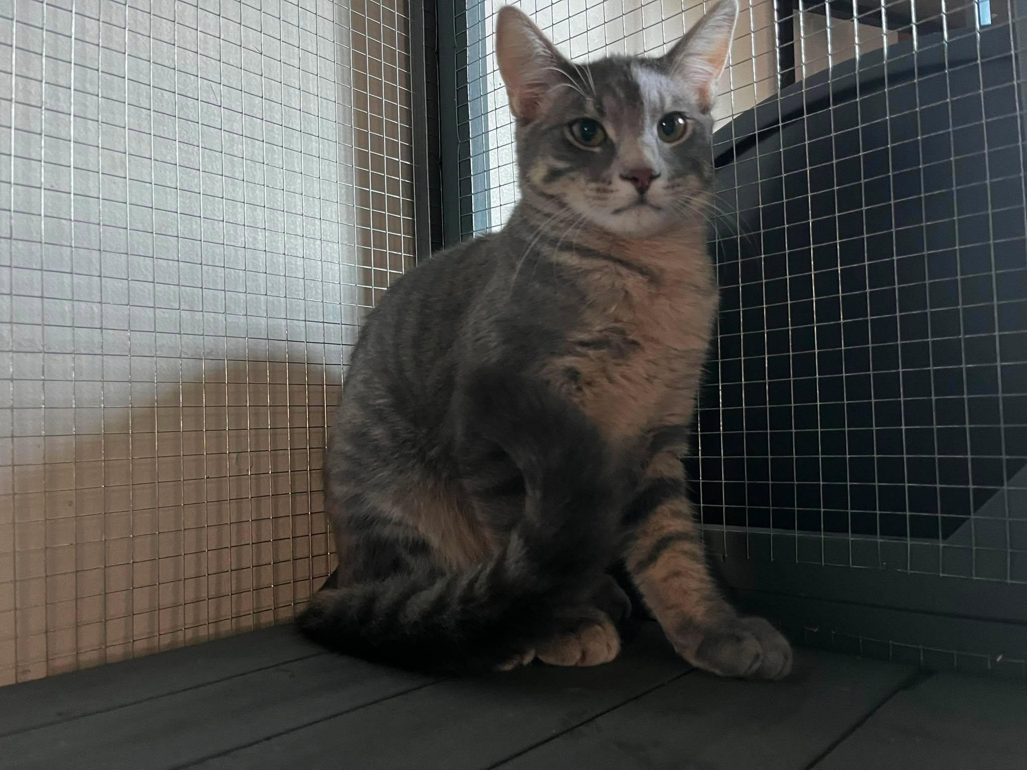 Enlarge Sushi, a ADOPTABLE Domestic Short Hair in Overland Park, KS image 1/3