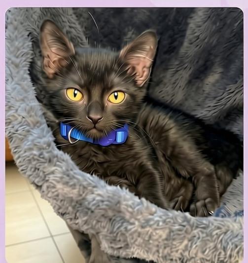 Jet, a Adoptable mixed breed in Fremont , CA image 3/6