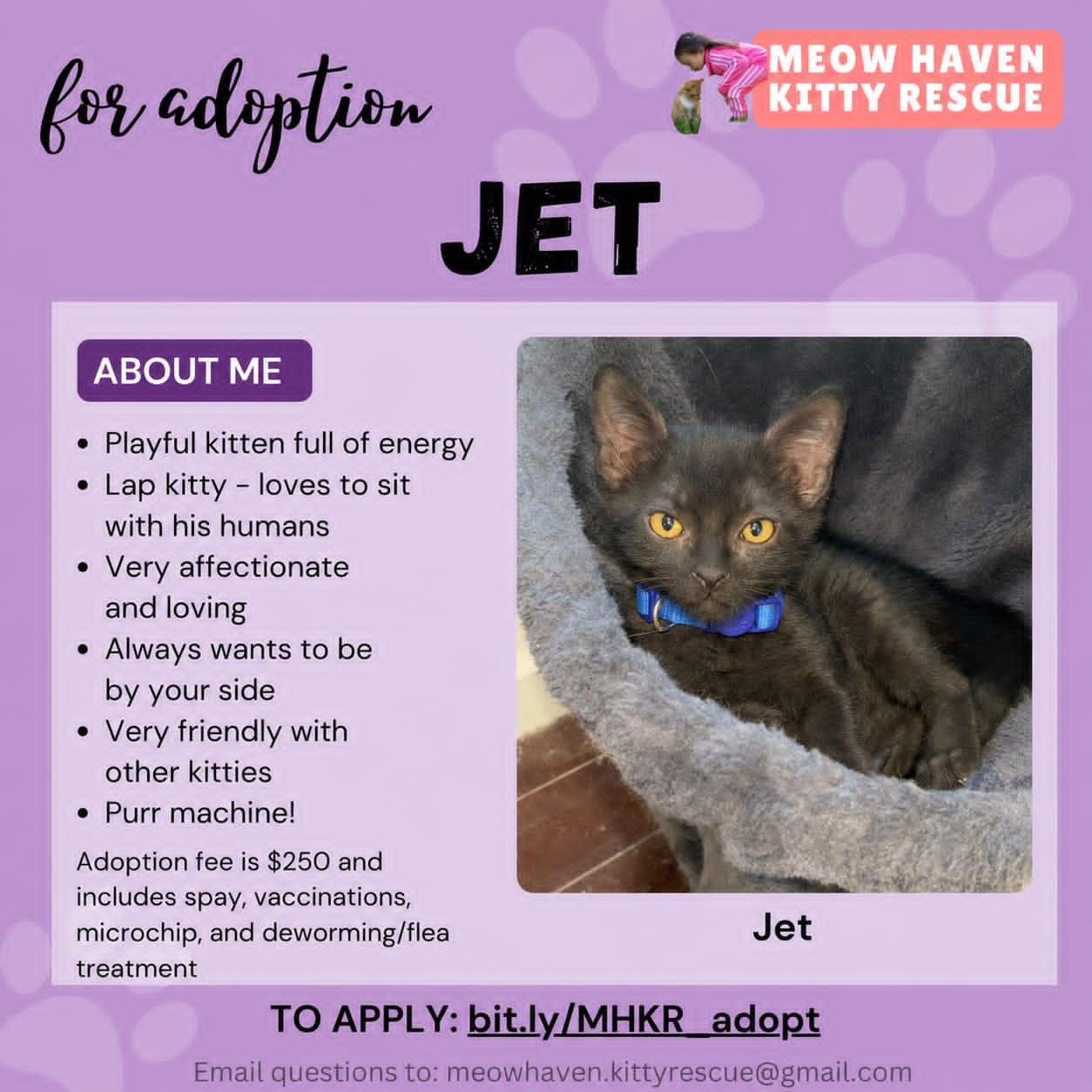 Jet, a Adoptable mixed breed in Fremont , CA image 5/6