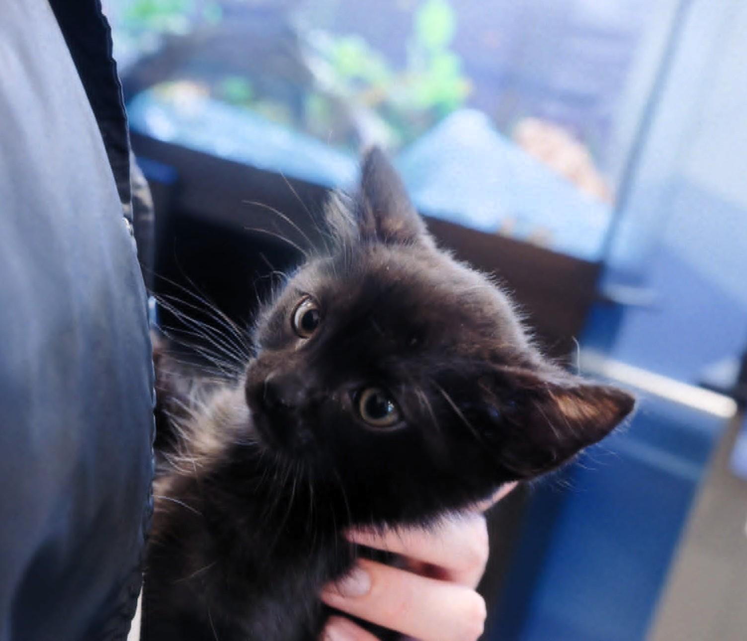 Jet, a Adoptable mixed breed in Fremont , CA image 4/6