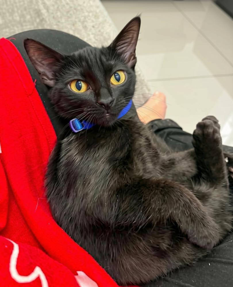 Jet, Adoptable, Kitten Male American Shorthair & Domestic Short Hair.