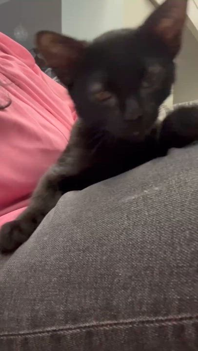Enlarge Jet, a Adoptable mixed breed in Santa Cruz, CA video 4/6