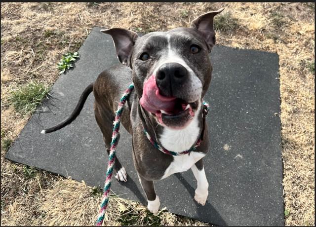 Enlarge WIDDLE, a Adoptable mixed breed in Colorado Springs, CO image 1/1
