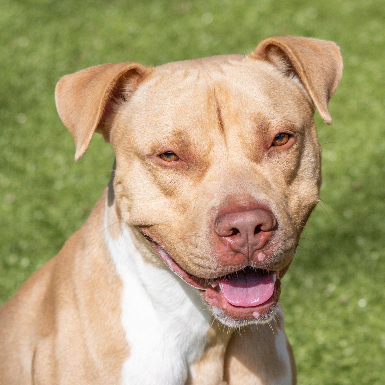 Enlarge Reuben, a Adoptable Terrier in Hilton Head Island, SC image 2/2