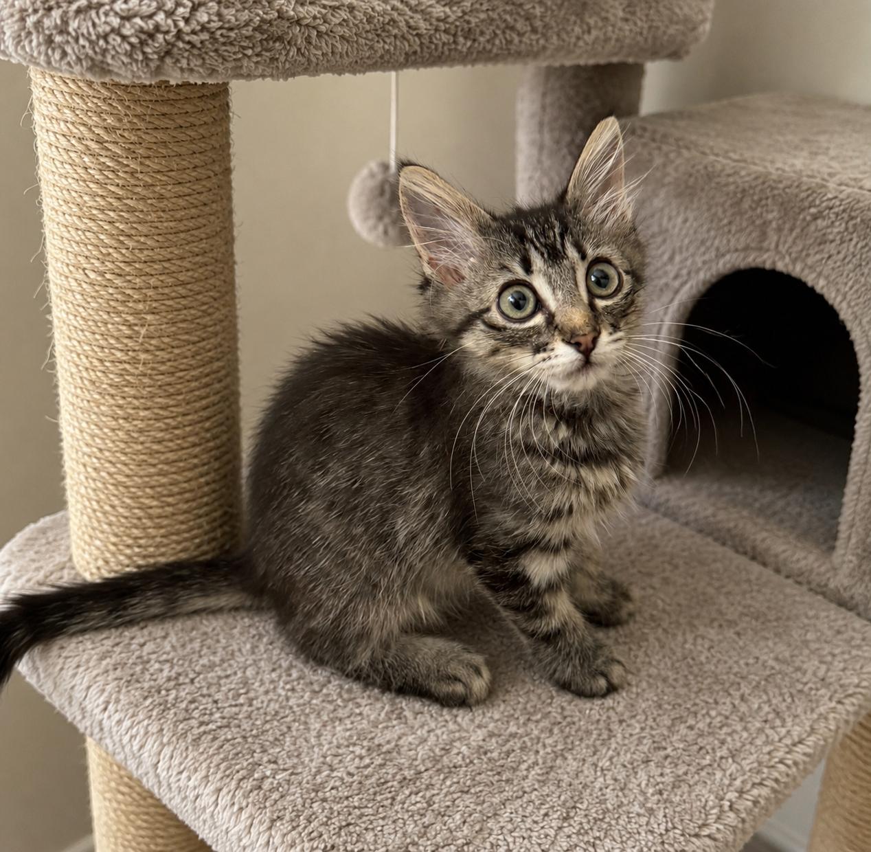 Maxie, a ADOPTABLE Domestic Medium Hair in Bonney Lake, WA image 3/4