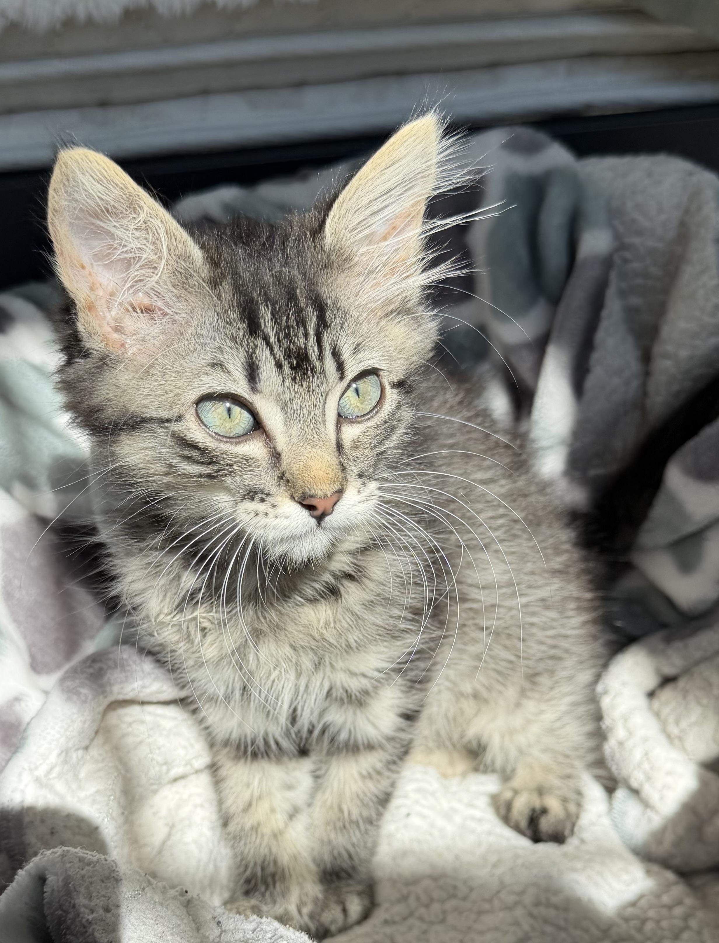 Maxie, ADOPTABLE, Kitten Female Domestic Medium Hair.