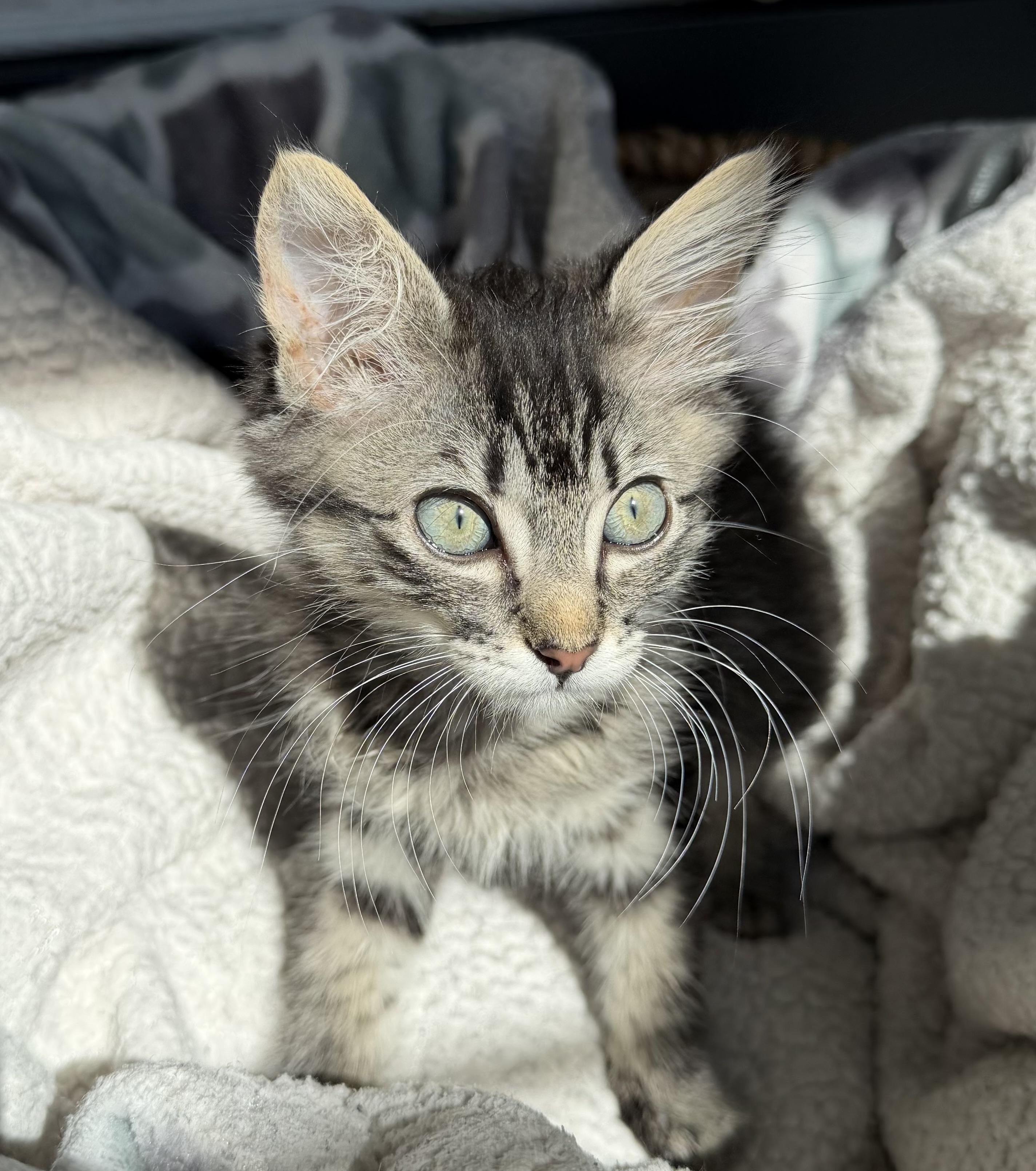 Maxie, ADOPTABLE, Kitten Female Domestic Long Hair.