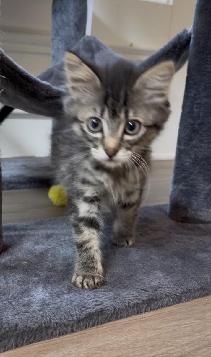 Maxie, a ADOPTABLE Domestic Long Hair in Bonney Lake, WA image 4/6