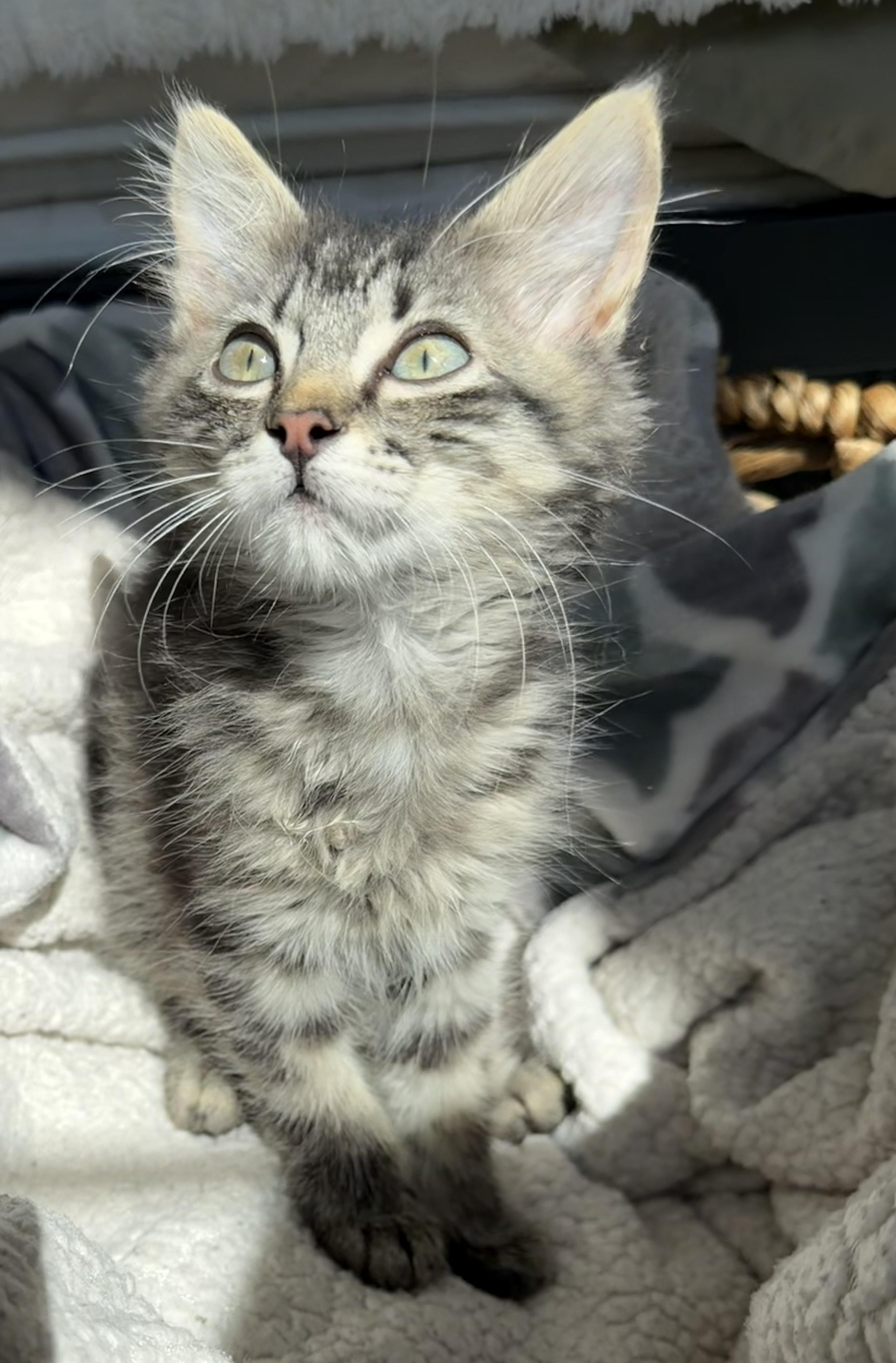 Maxie, a ADOPTABLE Domestic Long Hair in Bonney Lake, WA image 3/6