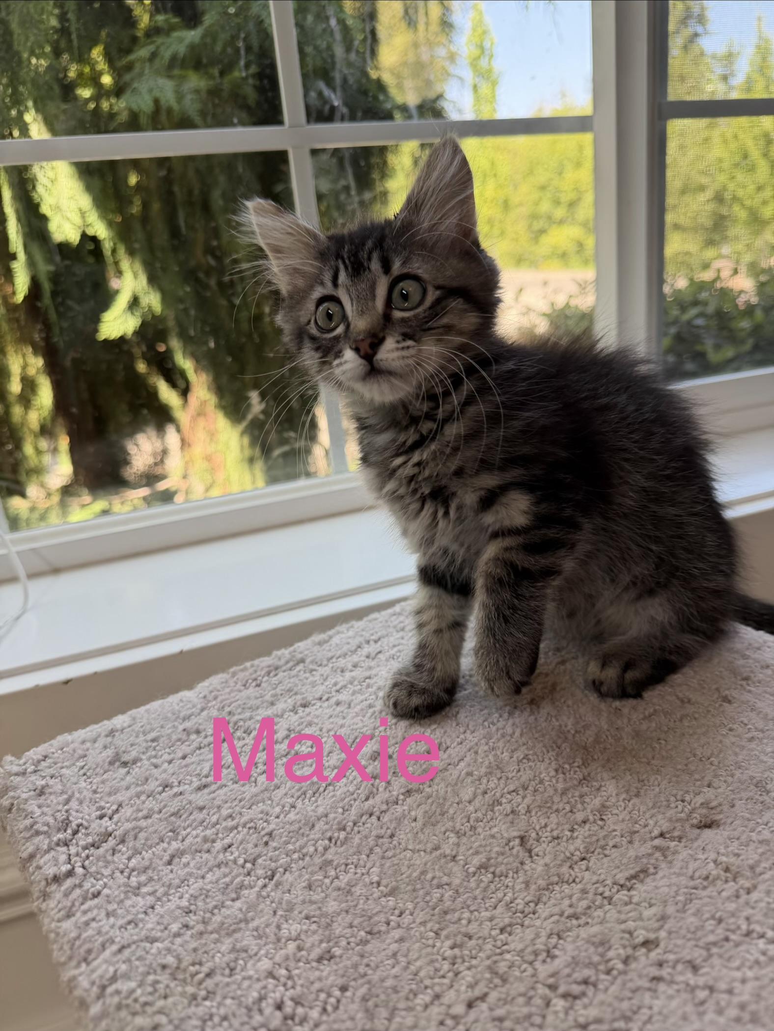 Maxie, a ADOPTABLE Domestic Long Hair in Bonney Lake, WA image 6/6