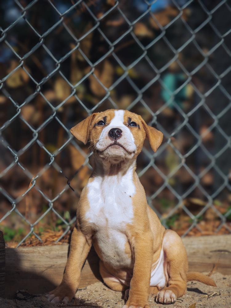 Latte - 25284, Adoptable, Puppy Male Pit Bull Terrier.