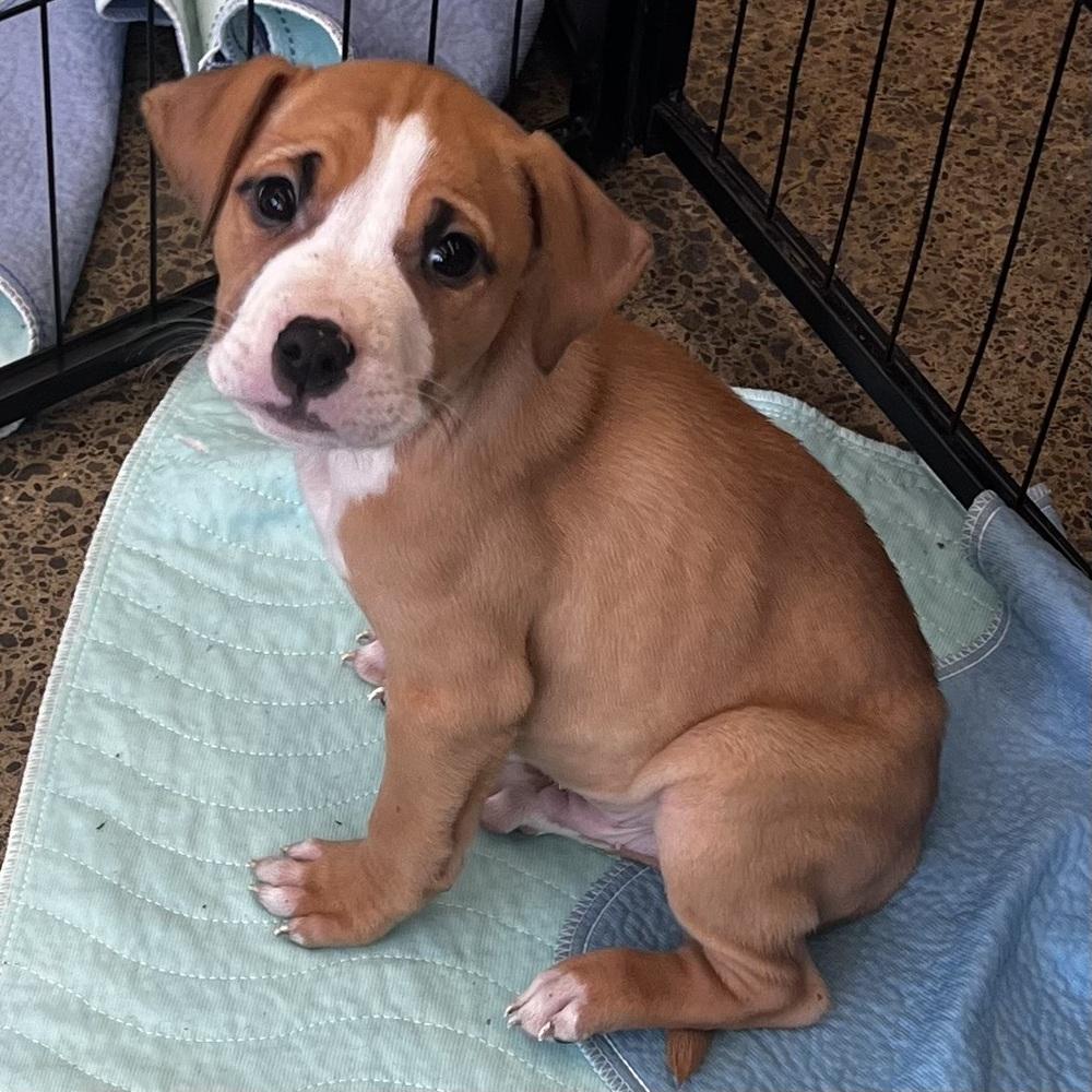 Enlarge Latte - 25284, a Adoptable mixed breed in Armonk, NY image 2/4