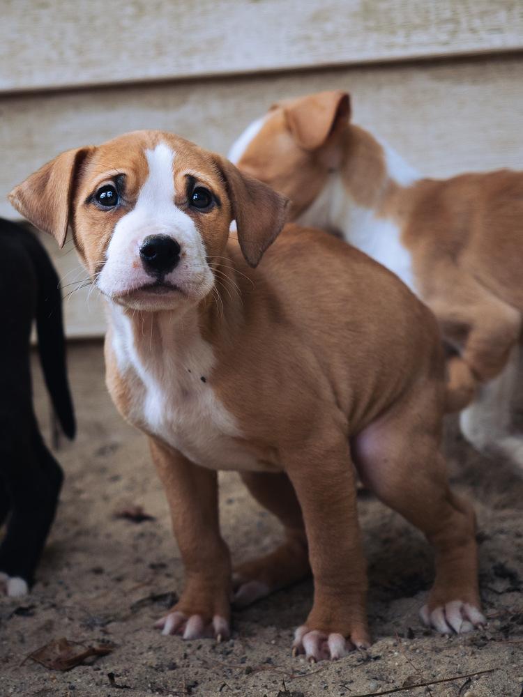 Enlarge Latte - 25284, a Adoptable mixed breed in Armonk, NY image 4/4
