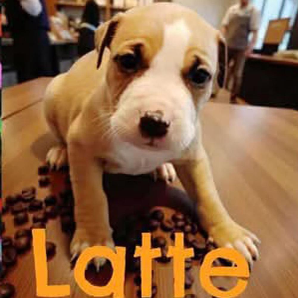 Enlarge Latte - 25284, a Adoptable mixed breed in Armonk, NY image 4/4