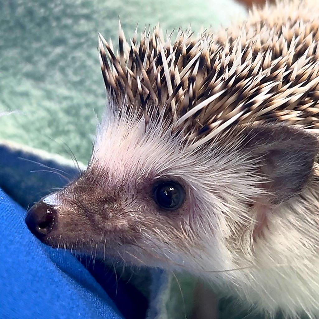 Pat, Adoptable, Young Female Hedgehog.